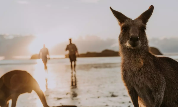 How to spend sunrise with the wallabies at Cape Hillsborough