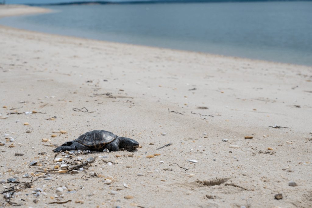 Turtle Spotting at Harbour Beach