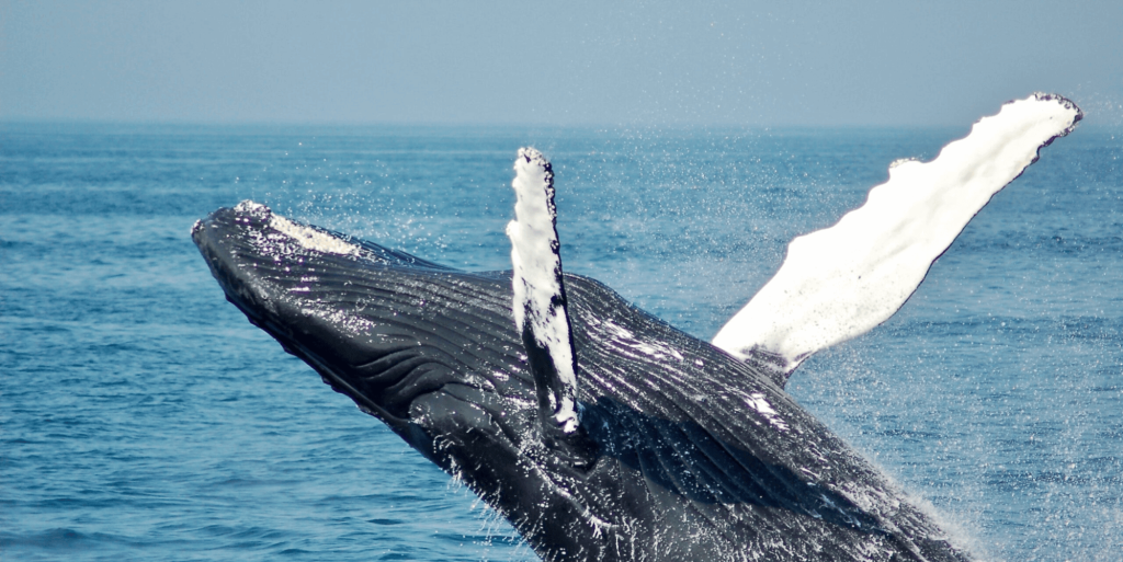 Whale Watching at Lamberts Beach Lookout